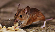 24 Hour & Emergency Exterminators in Jnctn City, OH